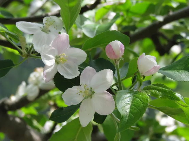 【花・見ごろ】原観光りんご園 りんごの花_1