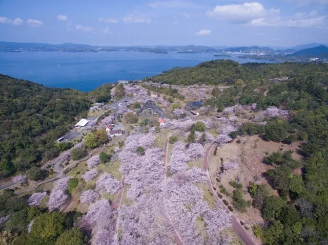 【桜・見ごろ】大崎自然公園_1