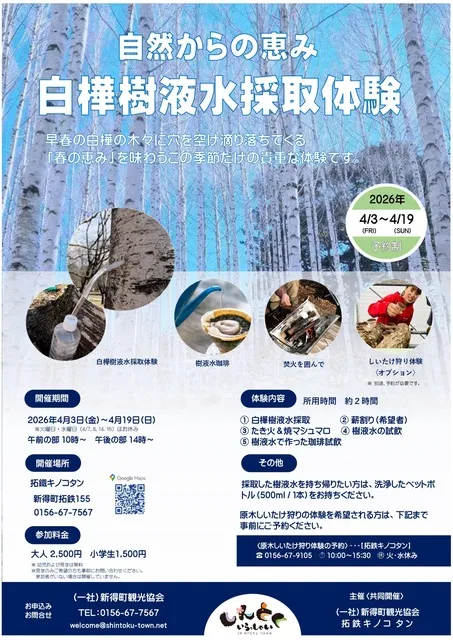 白樺樹液水採取体験
