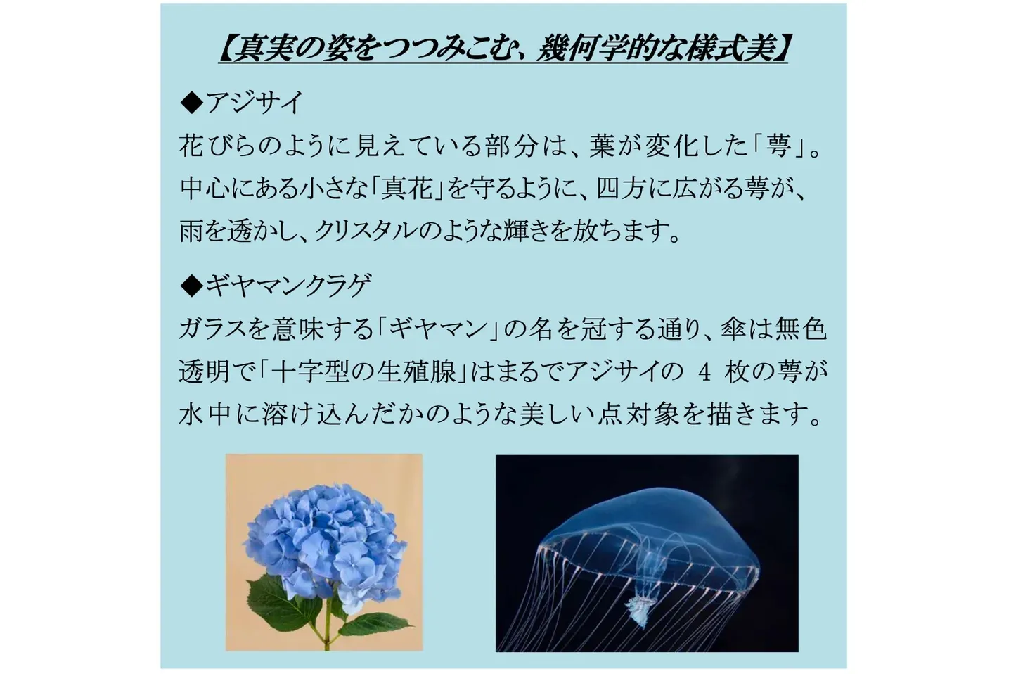 FLOWER AQUARIUM by NAKED_10