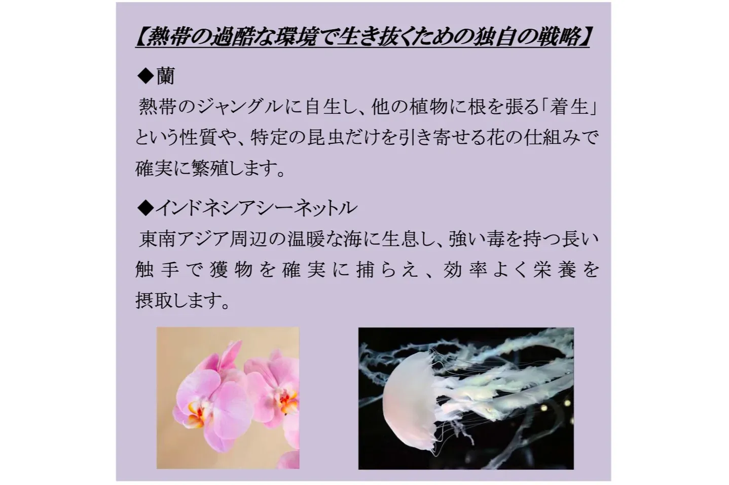 FLOWER AQUARIUM by NAKED_11