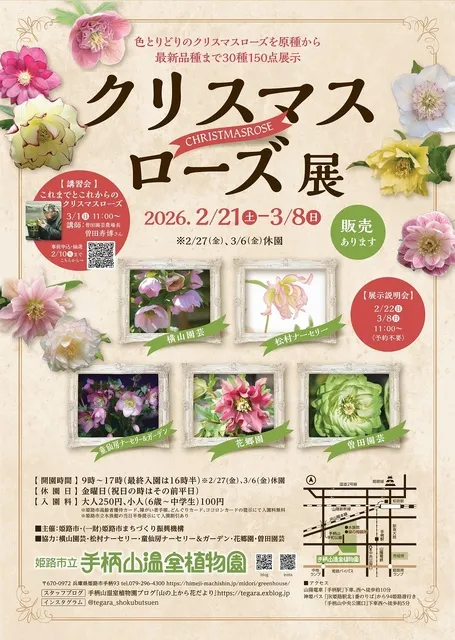 姫路市立手柄山温室植物園 クリスマスローズ展