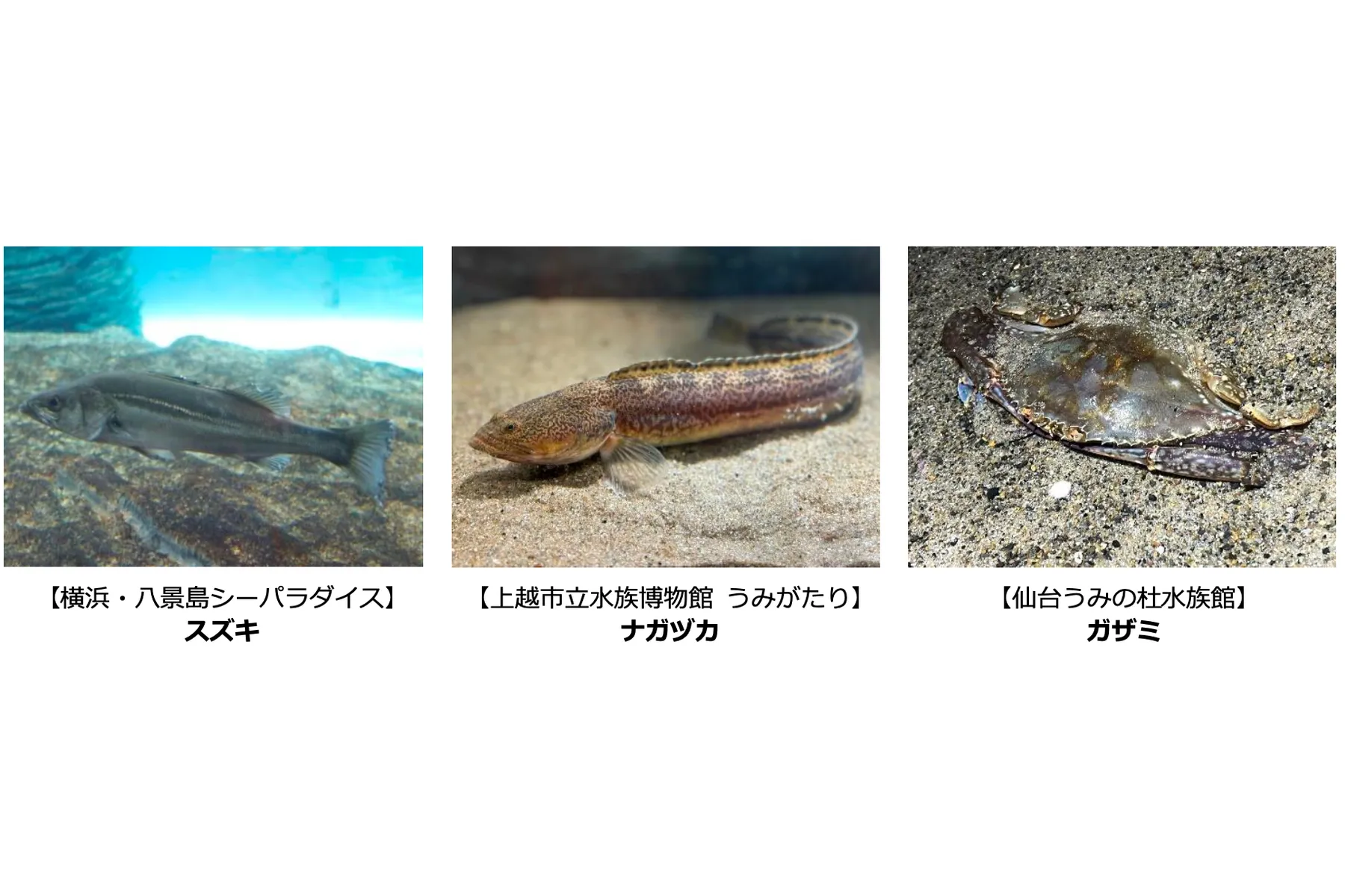 ハイキュー!!アクアリウムキャラバン!!～横浜・上越・仙台～【横浜・八景島シーパラダイス】_2