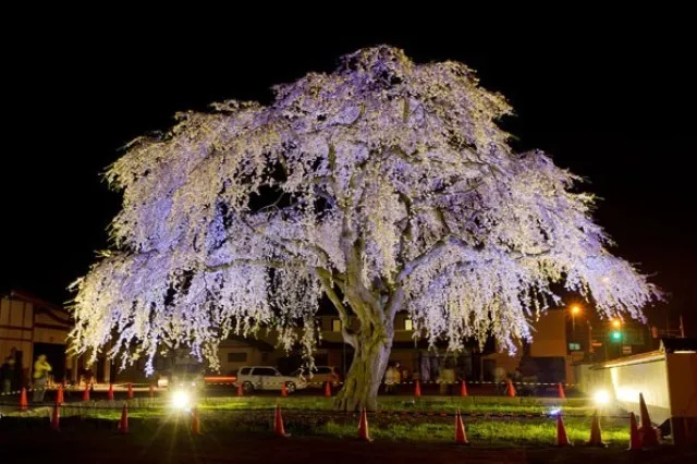 【桜・見ごろ】法亀寺しだれ桜