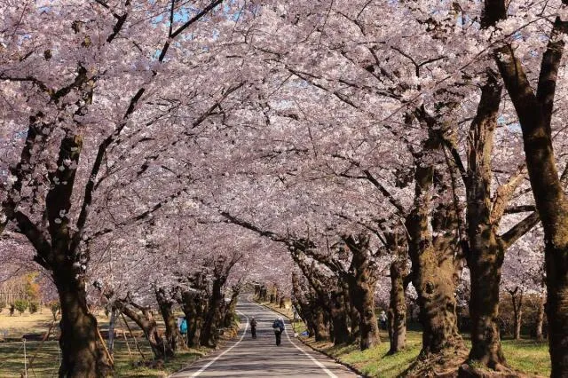 【桜・見ごろ】赤城南面千本桜