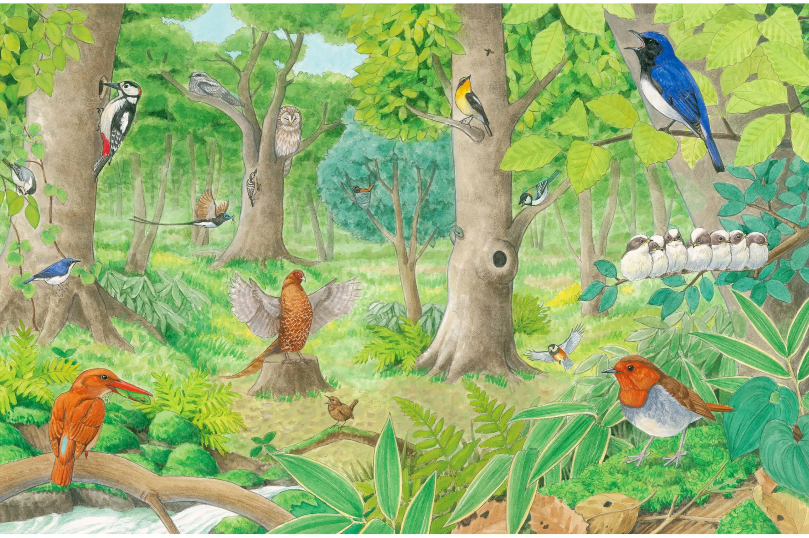 絵本図鑑『はっけんずかんプラス 鳥』おおたぐろまり原画展