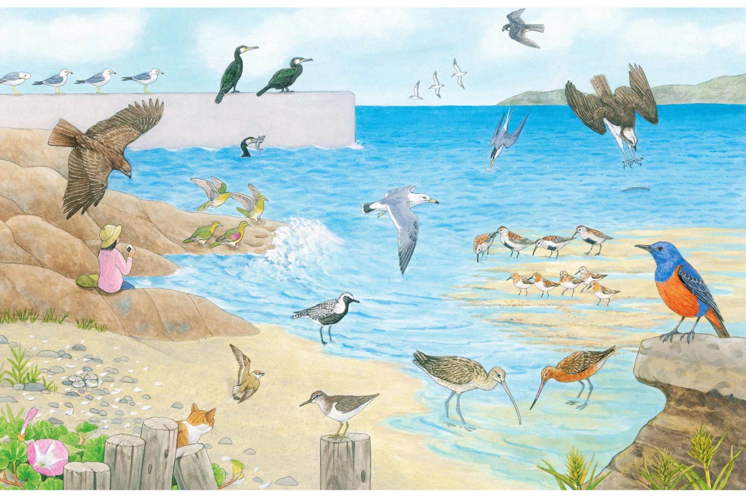 絵本図鑑『はっけんずかんプラス 鳥』おおたぐろまり原画展