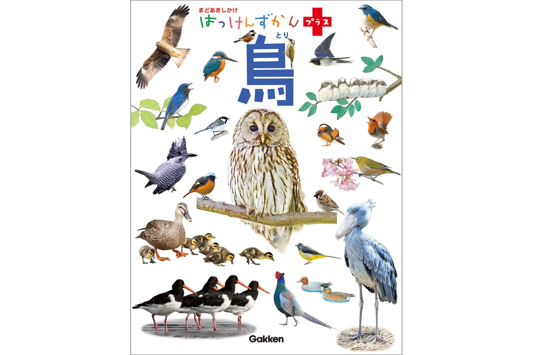 即購入⭕鳥類 図鑑 本 絵本 10冊セット 即購入⭕鳥類 図鑑 本 絵本 10冊セット 即購入⭕鳥類 図鑑 本