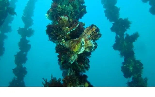 自然をさぐる研究と社会をむすぶには？ ～南三陸で考える未来の牡蠣養殖