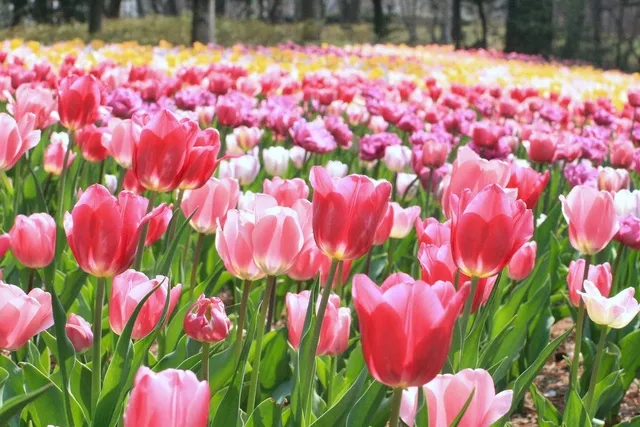 【花・見ごろ】国営武蔵丘陵森林公園　早咲きチューリップ