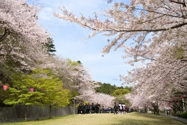 【桜・見ごろ】中央公園