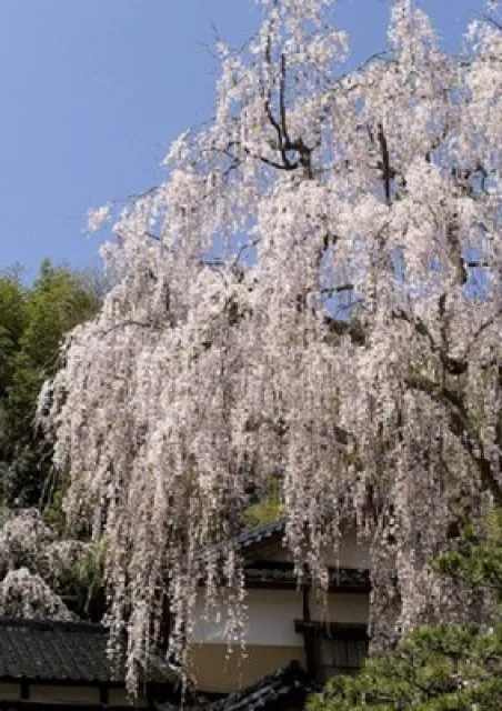 【桜・見ごろ】喜多家のしだれ桜