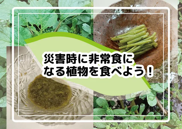 災害時に非常食になる植物を食べよう！