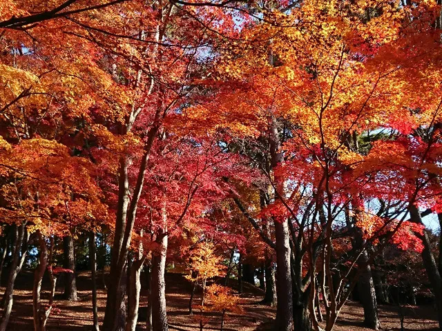 【紅葉・見ごろ】修善寺虹の郷