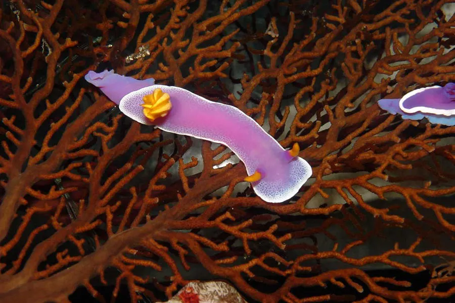 しながわ水族館 夏の特別展 ウミウシって巻貝の仲間なんだって！？展