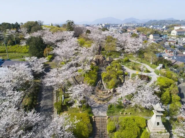 【桜・見ごろ】日和山公園