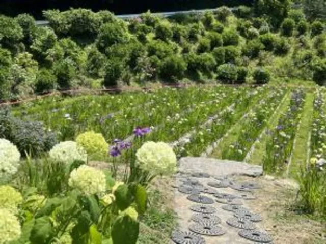 【花・見ごろ】白猪の滝登り口　花菖蒲_1