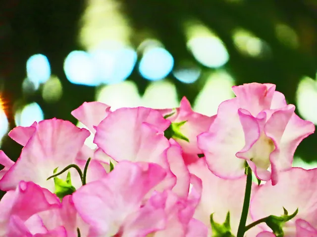 フラワースナップ mid spring