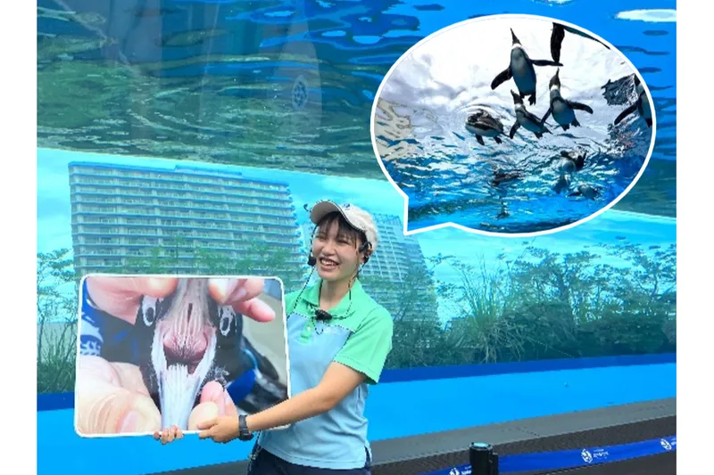 ペンギンフィーディングタイム 「天空のペンギン」水槽13:00～、14:30～「草原のペンギン」水槽 15:00～