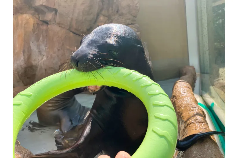 Enjoy! AQUARIUM Happy Holidays(エンジョイ!アクアリウムハッピーホリデーズ)_6