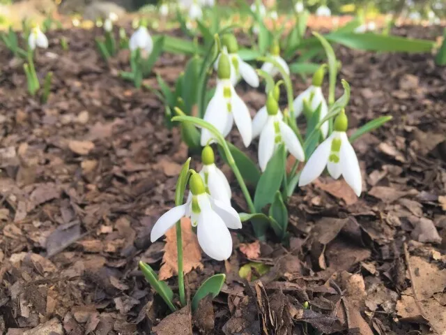 【花・見ごろ】国営武蔵丘陵森林公園　スノードロップ