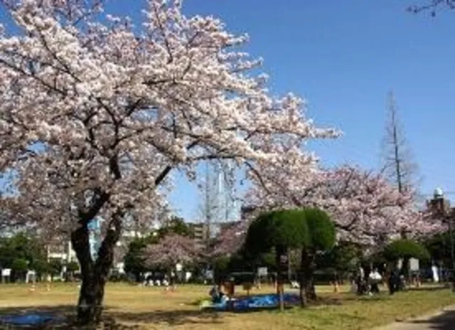 【桜・見ごろ】行徳駅前公園