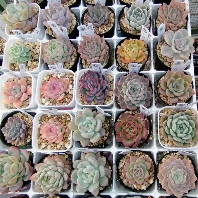 集まれ！アガベ＆多肉好き！かわいいが育つ植物LIFEを！