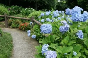 【あじさい・見ごろ】真野寺_1