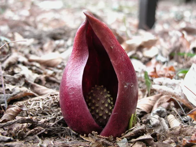 【花・見ごろ】大田原市　ザゼンソウ群生地