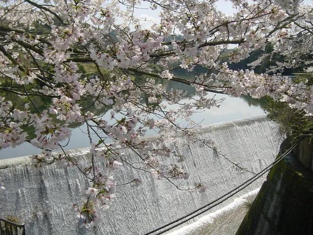 【桜・見ごろ】清和県民の森_1