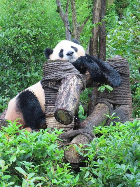 パンダの故郷 中国・成都の写真展