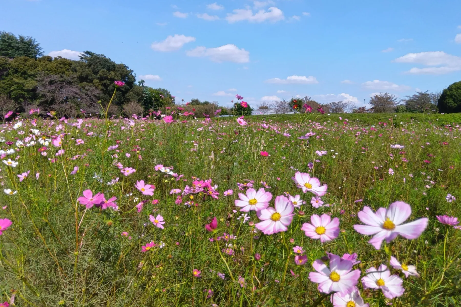 小金井公園コスモスまつり2026_1