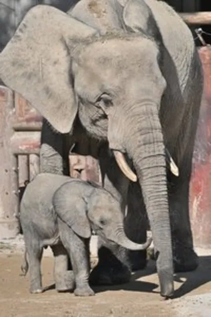 第1回ASAZOOアカデミー「マルミミゾウの繁殖と進化」