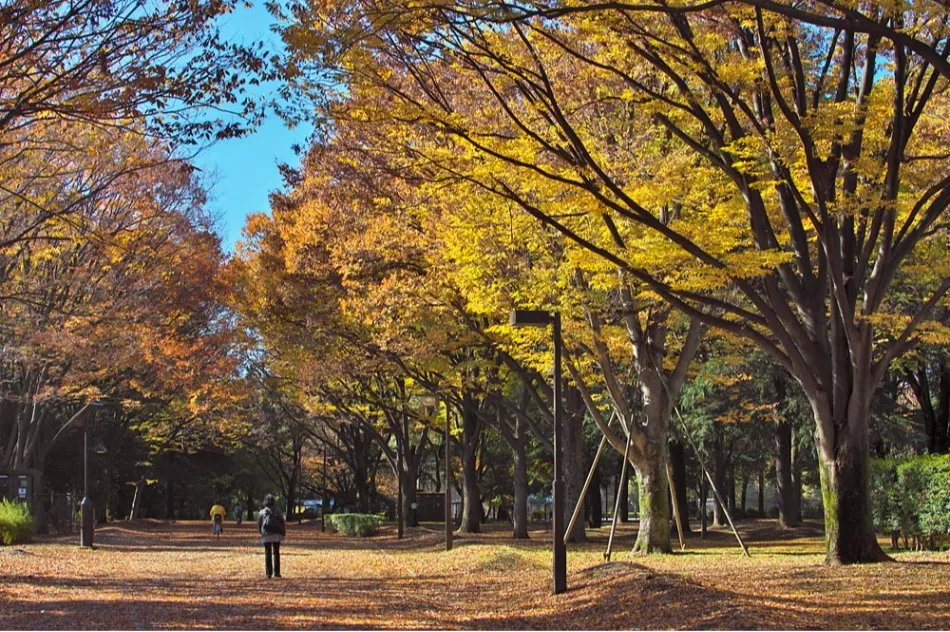 砧公園の紅葉情報_1