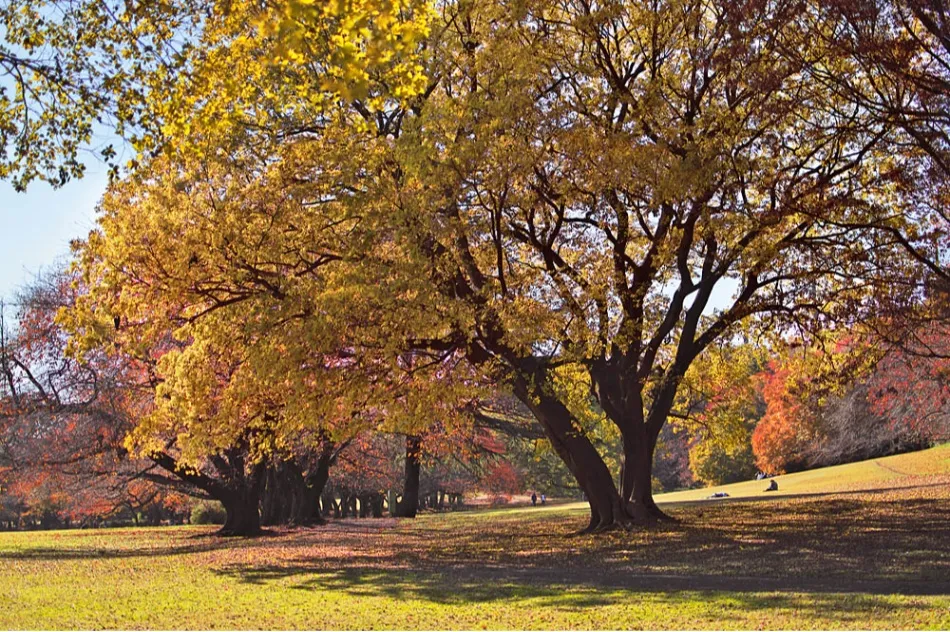 砧公園の紅葉情報_2