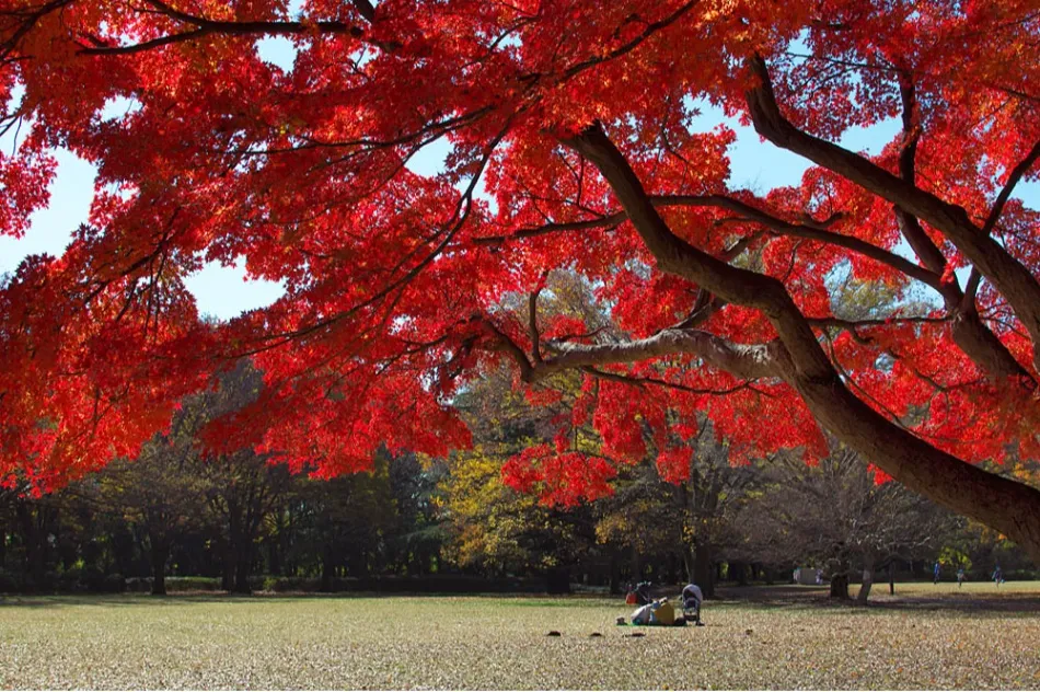 砧公園の紅葉情報_3