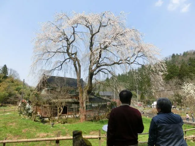 【桜・見ごろ】松岡町の千恵子桜