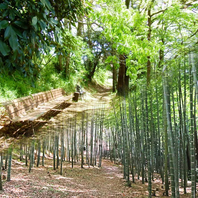 五感で感じる森の癒し　森林セラピー半日コース（2月）