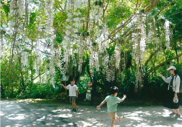 ビオスの丘　らんの花祭り　うりずん 2026