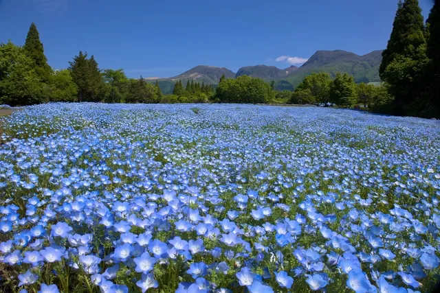 【花・見ごろ】くじゅう花公園　ネモフィラ
