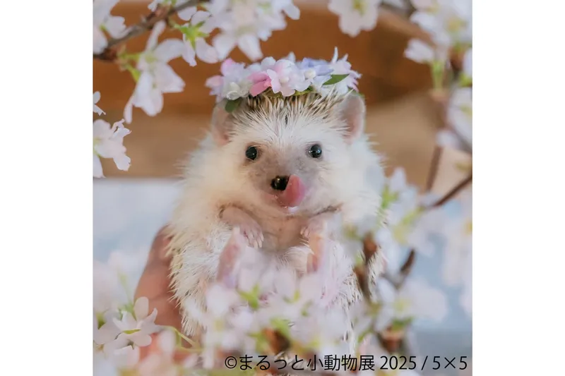 まるっと小動物展 2025_2