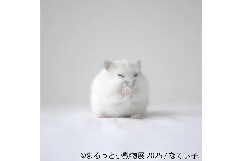 まるっと小動物展 2025_3