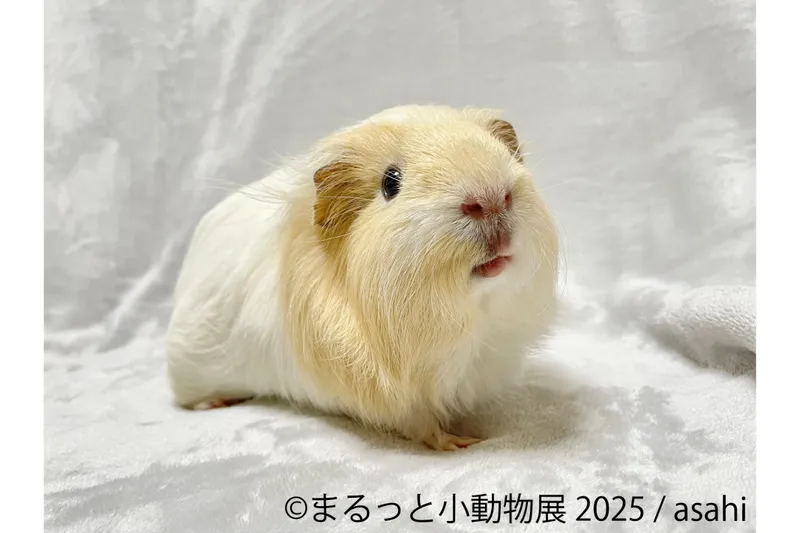 まるっと小動物展 2025_4