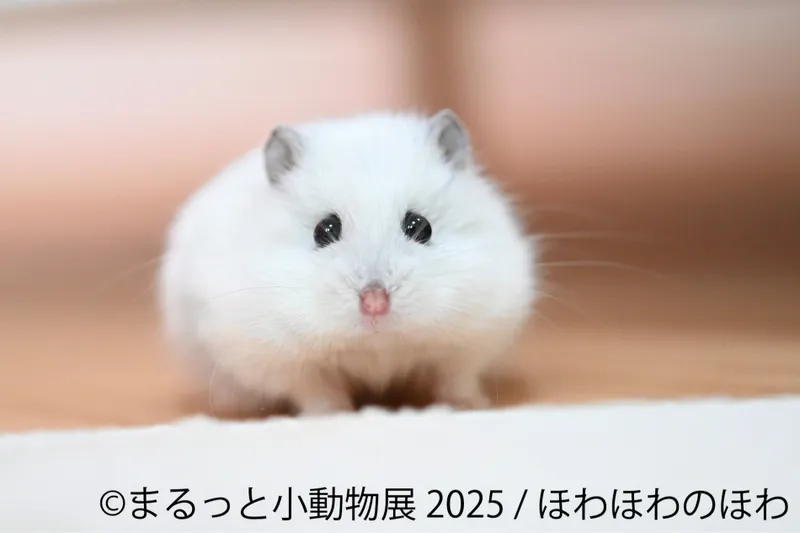 まるっと小動物展 2025_6