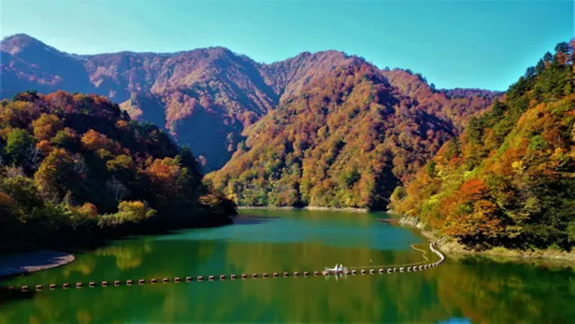 【紅葉・見ごろ】奥胎内