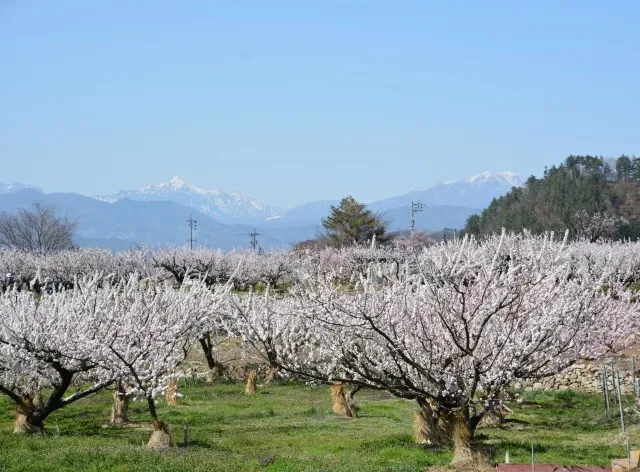 第71回あんずまつり