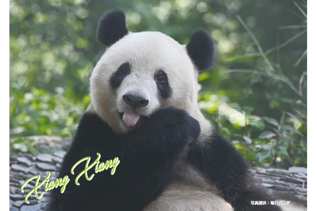 HAPPY PANDAFUL DAYS_15
