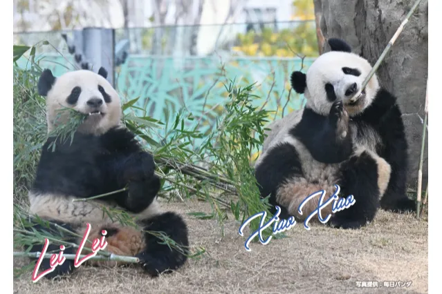 HAPPY PANDAFUL DAYS_16