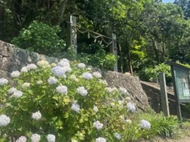 【あじさい・見ごろ】惣河内神社_1