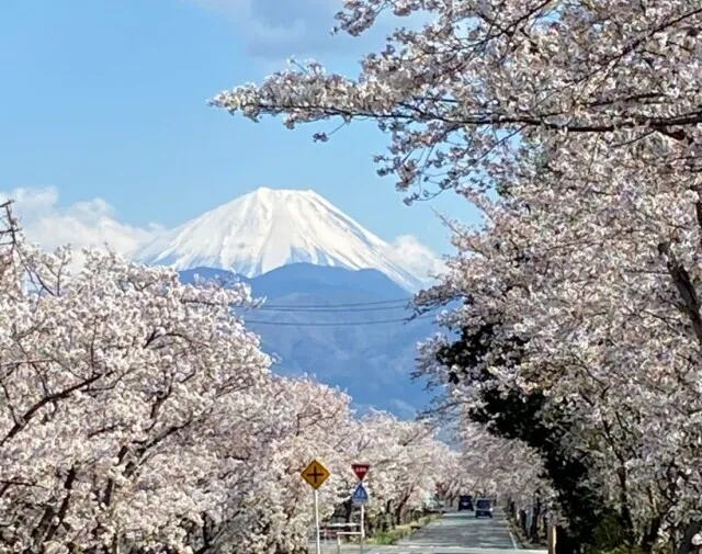 【桜・見ごろ】憩いの桜並木